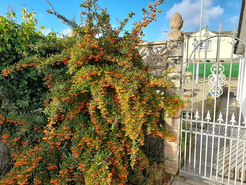 Mountlea Country Park